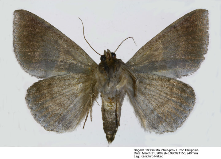 Bastilla_arcuata _090321156B.jpg